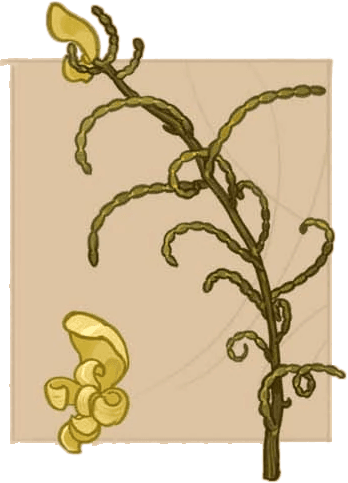 Floratinia