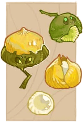 Jolly-Acorn