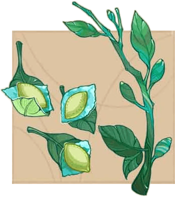 Serai-Fruit